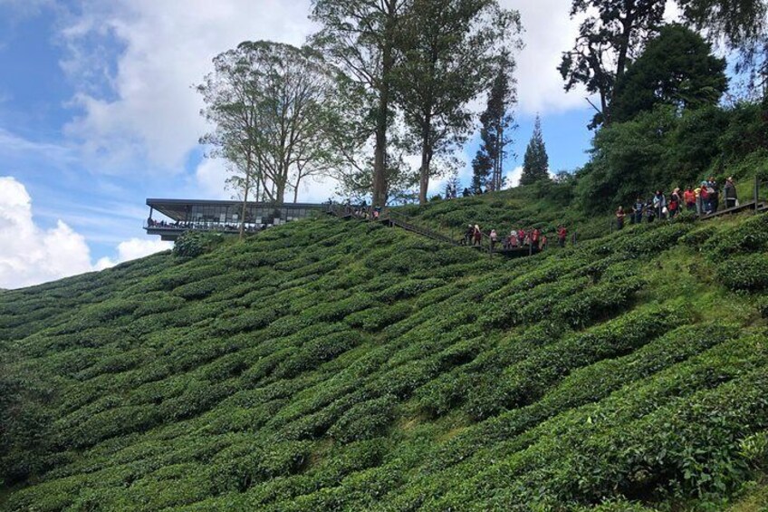 4-Day Cameron Highland and Penang Tour from Kuala Lumpur 