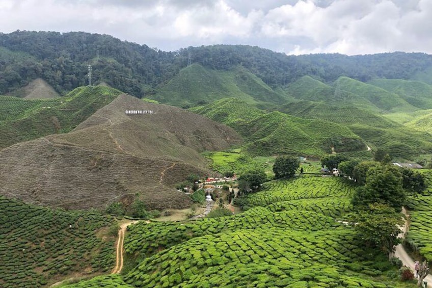 4-Day Cameron Highland and Penang Tour from Kuala Lumpur 