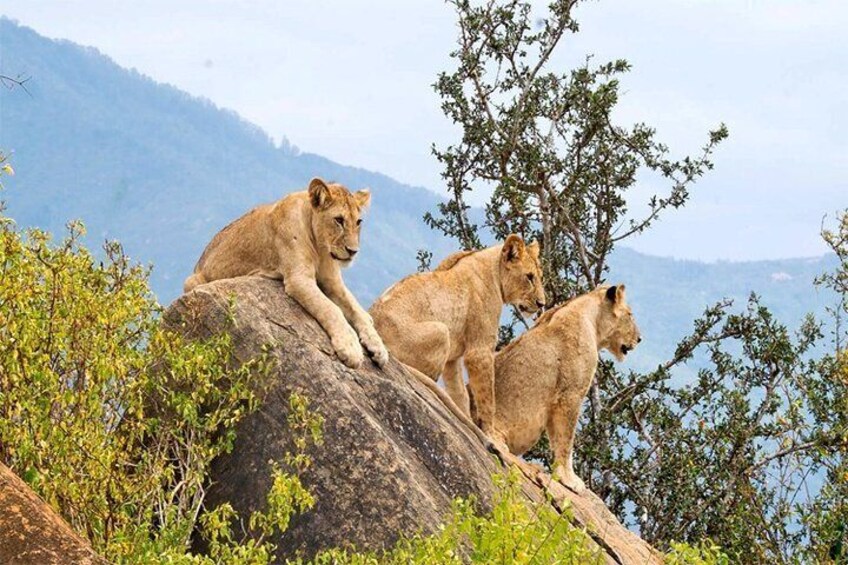 3 Days, 2 Night - Amboseli National Park Safari