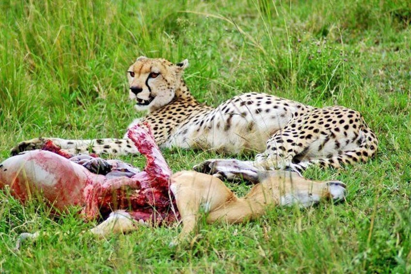 3 Days, 2 Night - Amboseli National Park Safari