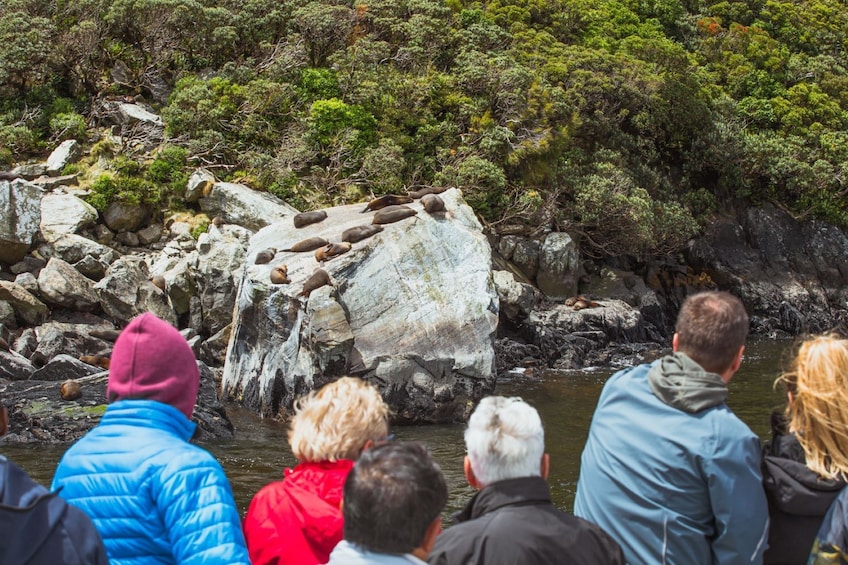 Milford Sound Vista Coach & Cruise Full Day Tour