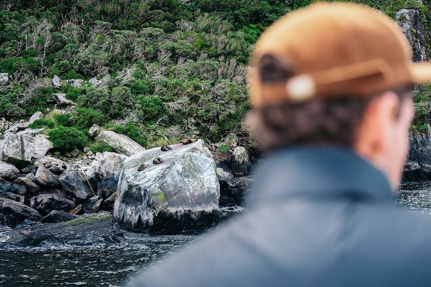 Milford Sound Coach & Cruise Tour 