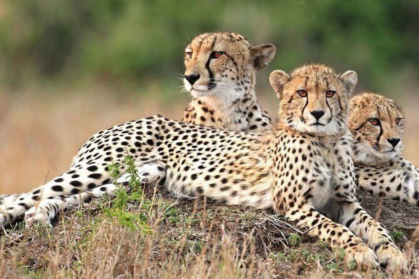 Show item 3 of 3. Ultimate Cheetah Experience & Botanical Garden Tour