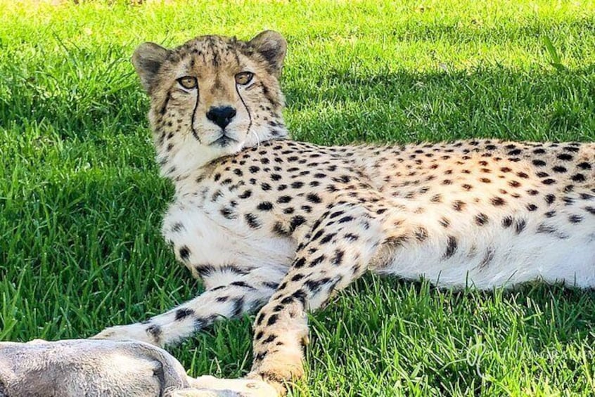 Show item 2 of 3. Ultimate Cheetah Experience & Botanical Garden Tour