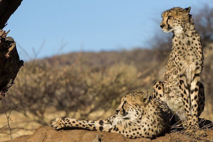 Show item 1 of 3. Ultimate Cheetah Experience & Botanical Garden Tour