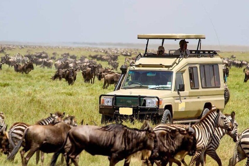 12-Day Best Kenya and Tanzania Budget Private Safari from Nairobi