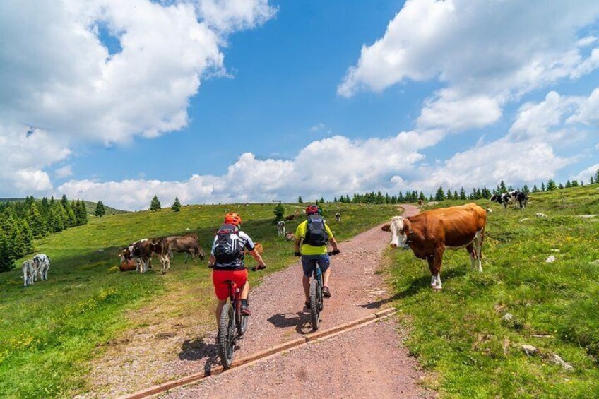 Pokljuka Mountain Biking