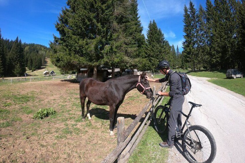 Pokljuka Mountain Biking