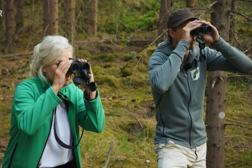 Evening Wildlife Safari Stockholm