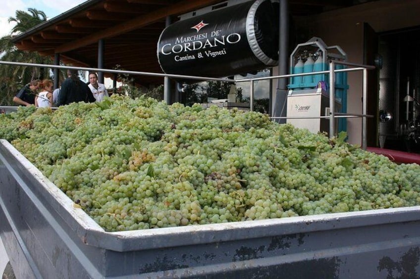 Visit the Marchesi de Cordano winery and taste its wines