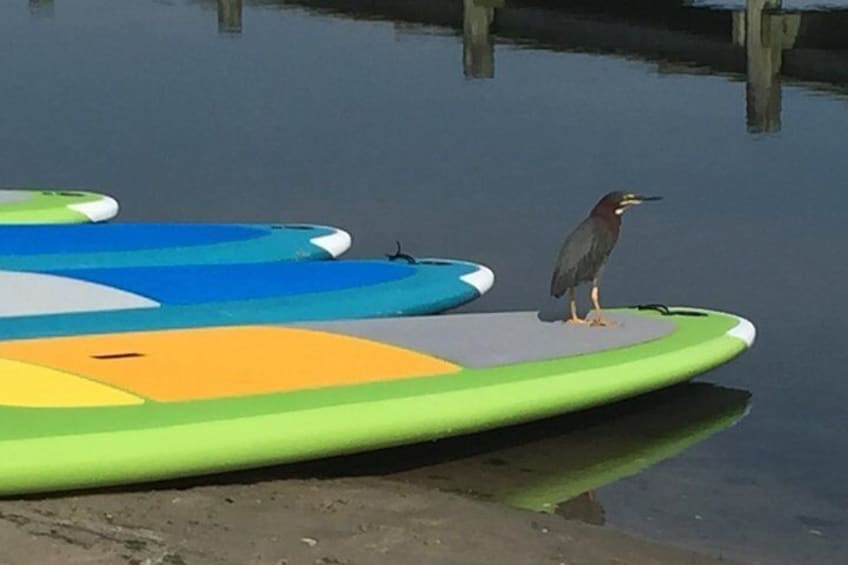 Green Heron. We call him Green Bean!