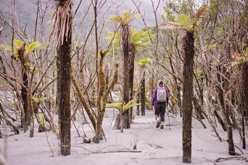 Franz Josef Nature Tour