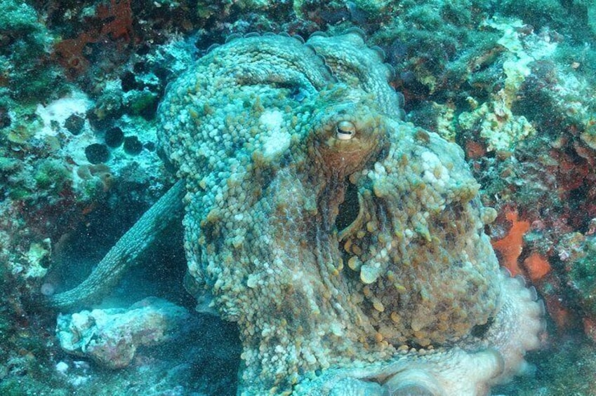 Open Water Diver course + underwater photo shooting