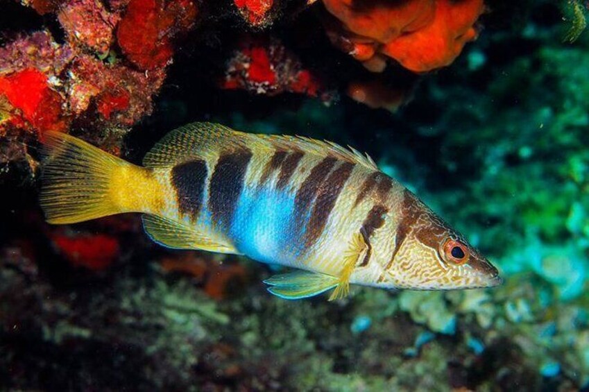 Open Water Diver course + underwater photo shooting