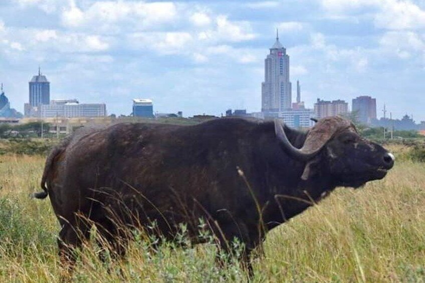 Male buffalo on the backdrop of the Nairobi central business district