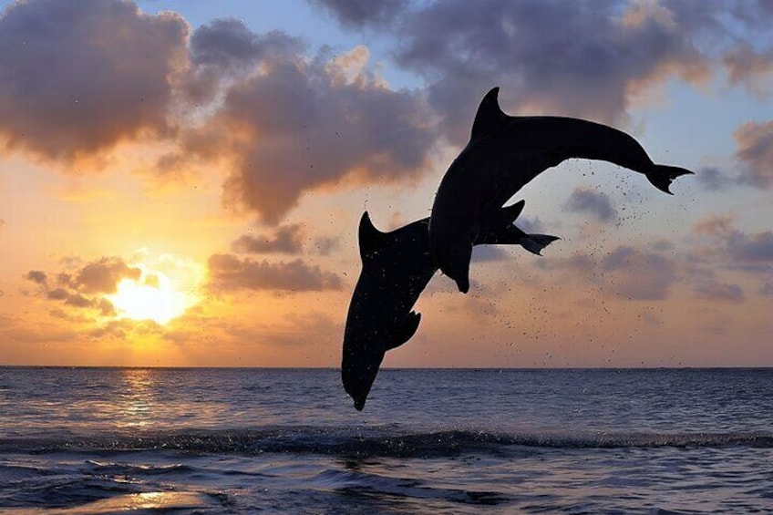Lovina Sunrise Dolphin Watching and North Bali Tour4