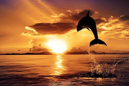 Lovina Sunrise Dolphin Watching and North Bali Tour