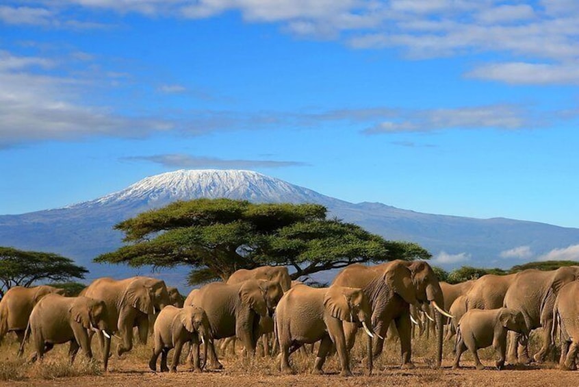 3 Days Amazing Safari in Amboseli National Park | Standard Luxury Camping Tour