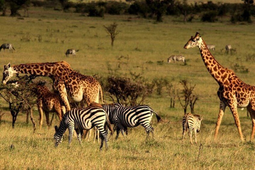 3 Days Amazing Safari in Amboseli National Park | Standard Luxury Camping Tour