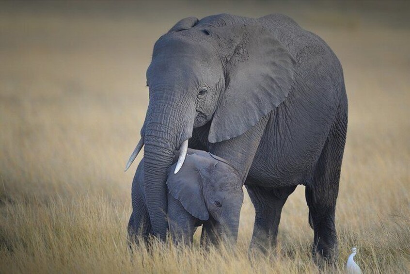 3 Days Amazing Safari in Amboseli National Park | Standard Luxury Camping Tour