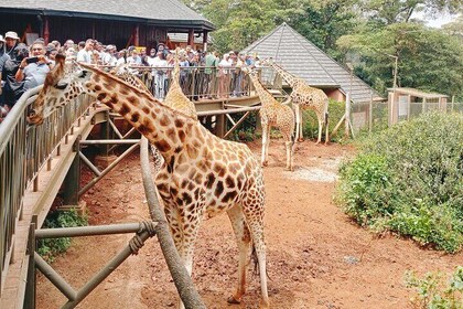 Ontdek Nairobi-Museum, Giraffe Centre, Bomas en belangrijke bezienswaardigh...