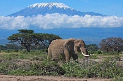 7 Days Into the Wild Wonder : Lodge Safari with Private 4x4 JEEP