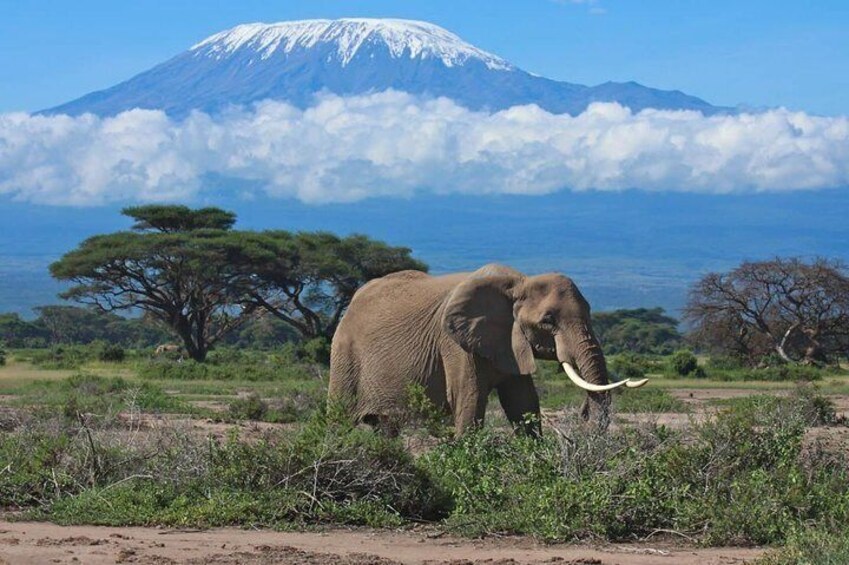 3 Days Best of Amboseli National Park and Mt Kilimanjaro | Private Tour, Kenya