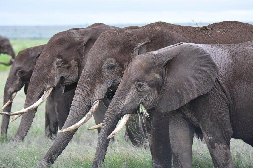 3 Days Best of Amboseli National Park and Mt Kilimanjaro | Private Tour, Kenya