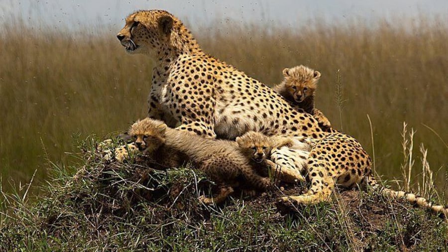 3 days Maasai Mara Guided Safari from Nairobi