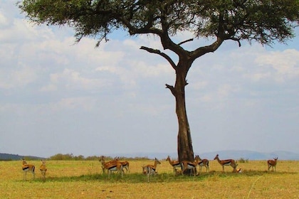1 Day Safari to Olpajeta Conservancy