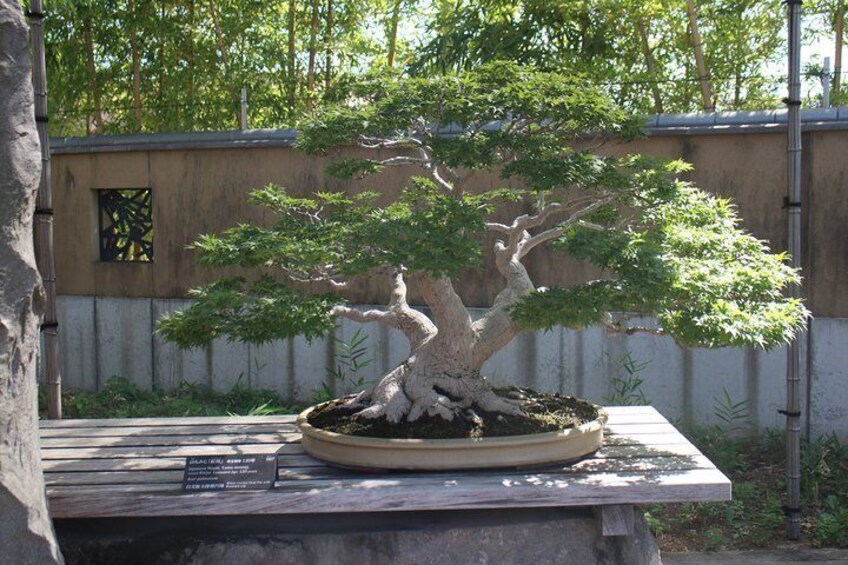 Bonsai Museum & Bonsai Experience