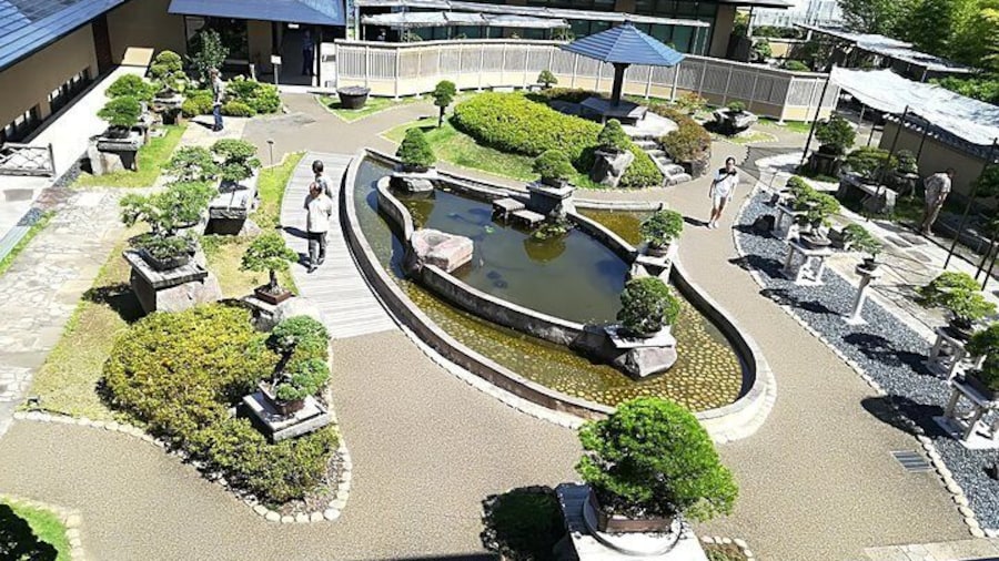 Bonsai Museum & Bonsai Experience