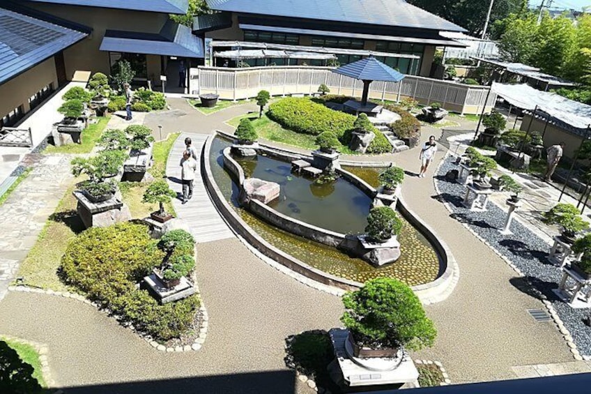 Bonsai Museum & Bonsai Experience