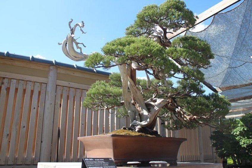 Bonsai Museum & Bonsai Experience