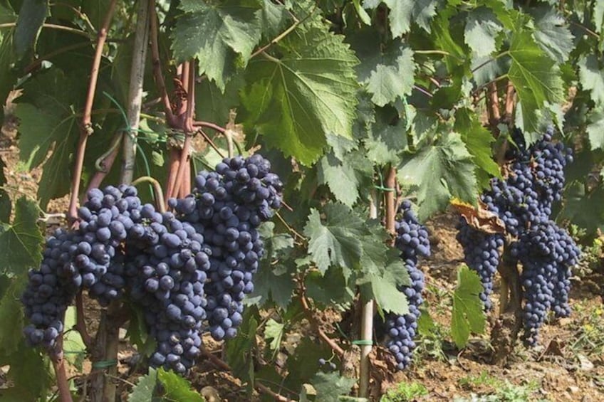 Bunches of Sangiovese