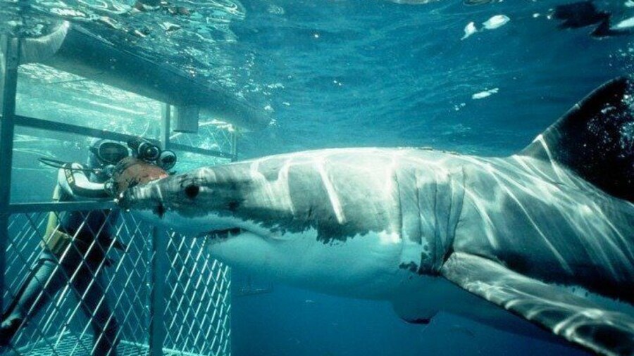 Full-Day Shark Cage Diving Tour in Gansbaai