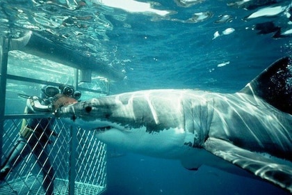 Full-Day Shark Cage Diving Tour in Gansbaai