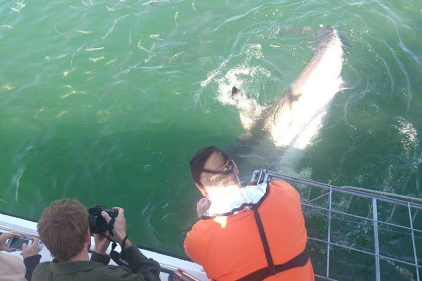 Full-Day Shark Cage Diving Tour in Gansbaai