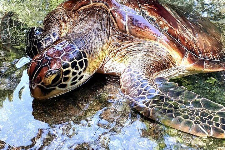 Salaam Cave Tour, Prison Island Tour, Secret Garden Restaurant, Stone Town Tour, Kuza Cave Tour