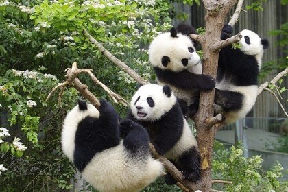 Private Full Day Chengdu Panda Base and Jinsha Site Museum Tour