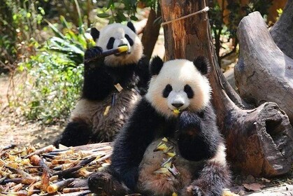 Private Chengdu Panda Base and Sichuan Cuisine Museum Day Tour