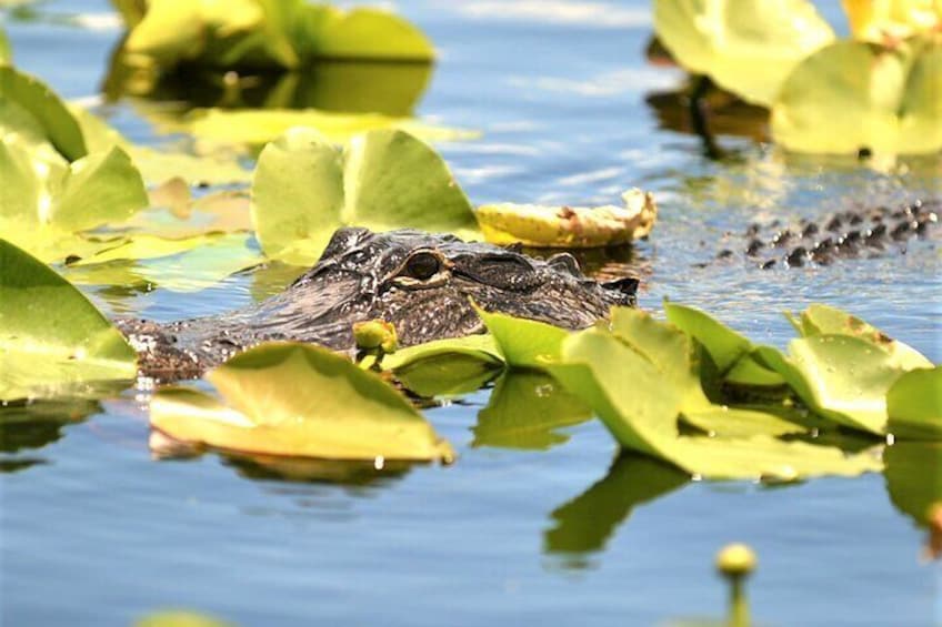 Everglades Airboat Tour from Fort Lauderdale