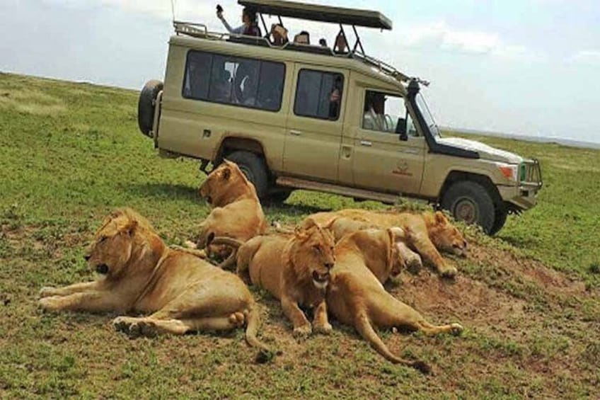 Safari 10 Days, 9 Nights - Lake Nakuru, Maasai Mara, Naivasha, Amboseli & Tsavo