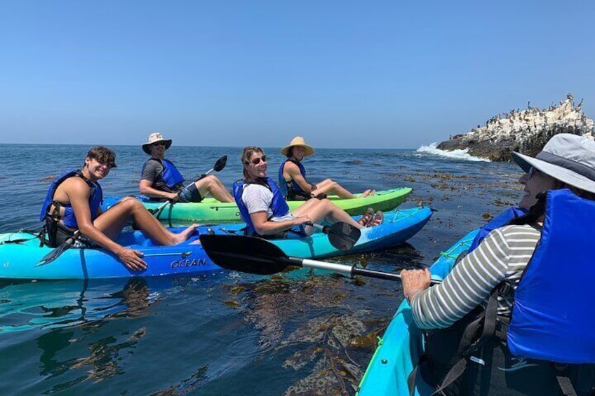 Laguna Beach Open Ocean Kayaking Tour with Sea Lion Sightings