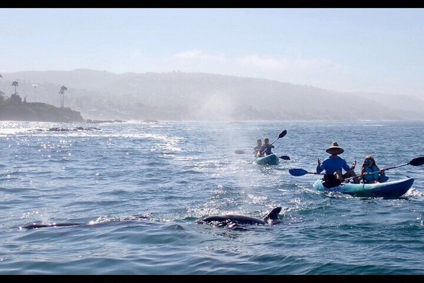 Laguna Beach Open Ocean Kayaking Tour with Sea Lion Sightings