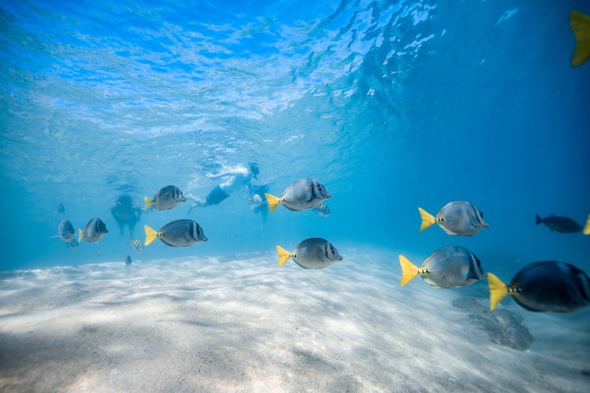 Private Glass-Bottom Kayak & Snorkel at the Two Bays Tour