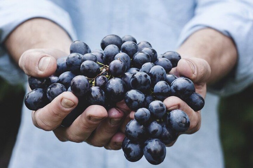 Half Day tour: WINE Tour to Winery Château Purcari Moldova