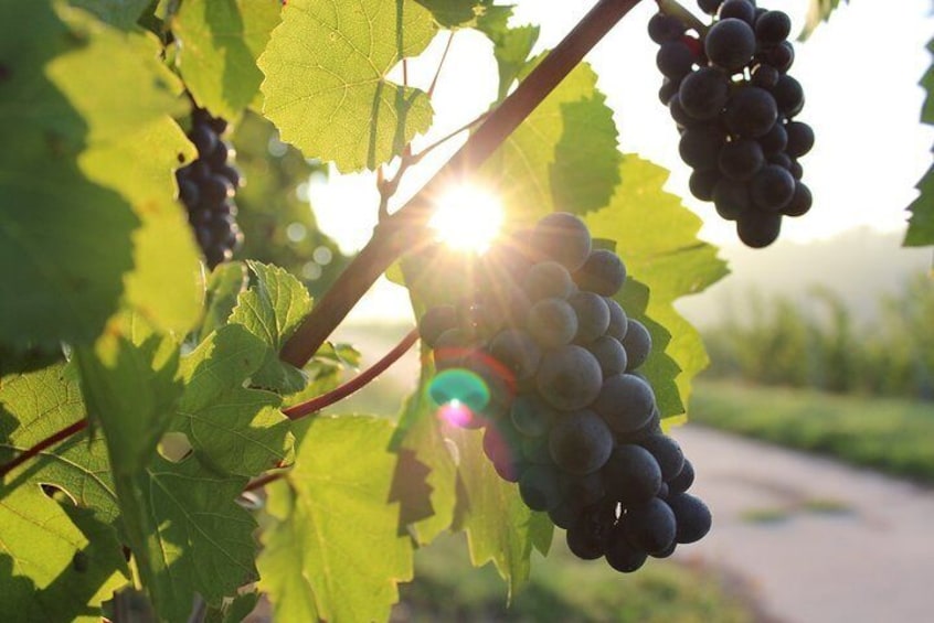 5 hours WINE Tour to Winery Château Purcari Moldova