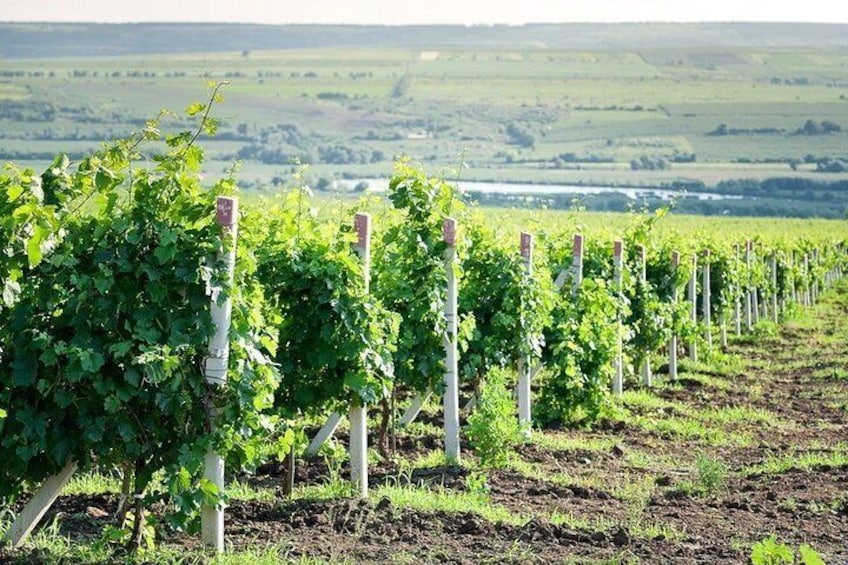 Half Day tour: WINE Tour to Winery Château Purcari Moldova 