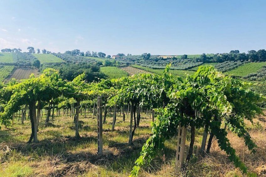 Vineyards Cantine Mucci